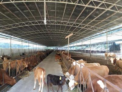 廣西田陽縣四季豐農牧公司 發酵西紅柿與蛋白桑喂養肉牛，效益顯著提升