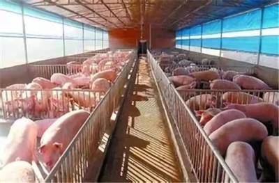 中糧肉食規劃2022年形成1000萬頭生豬產業鏈，助力畜牧漁業飼料銷售增長