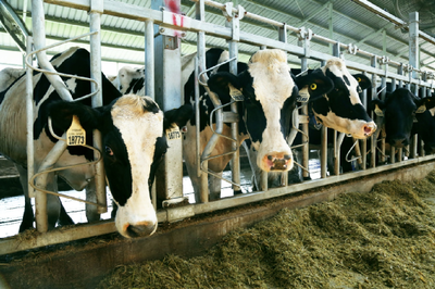 國(guó)潮崛起 畜牧漁業(yè)飼料銷售的新風(fēng)口與品牌機(jī)遇